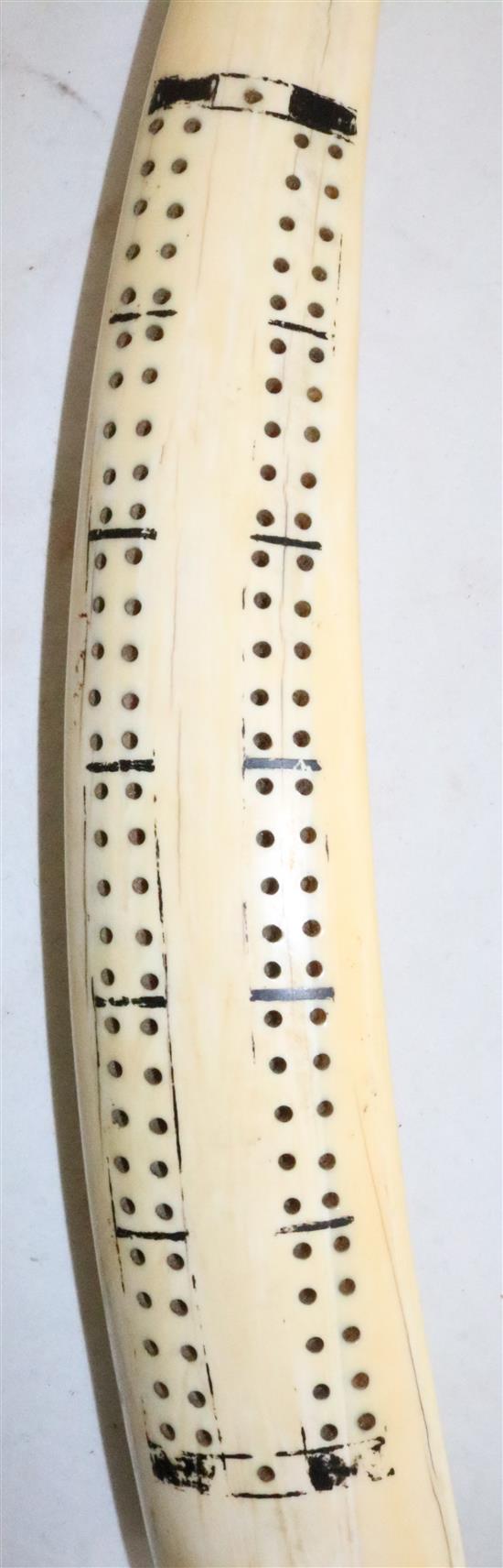 A 19th century walrus ivory cribbage board, 15.5in.